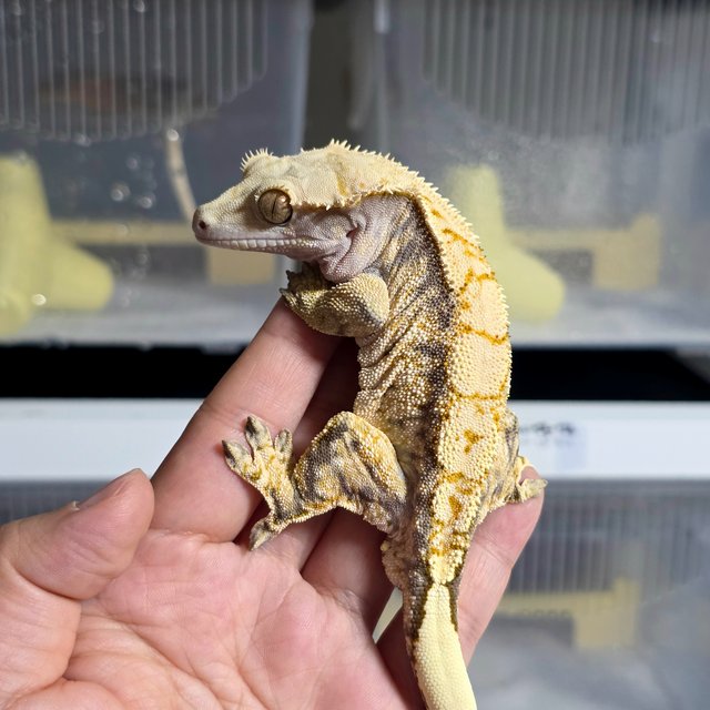 노멀 트라이 익스트림할리퀸