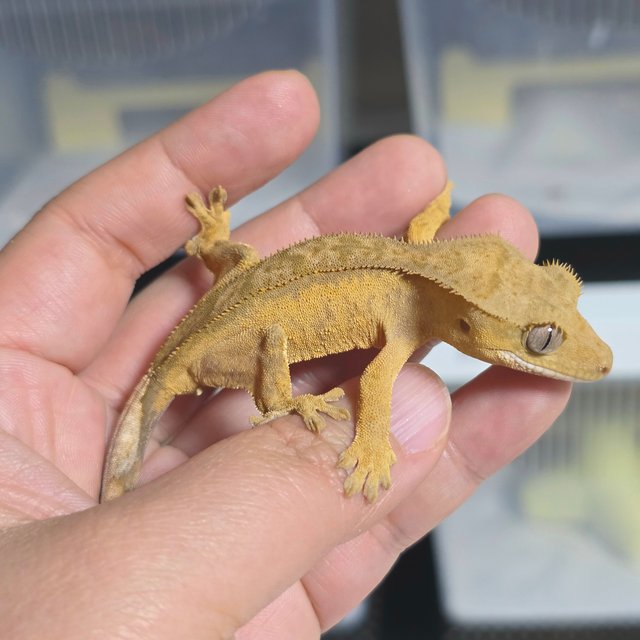 옐로우 스트로베리