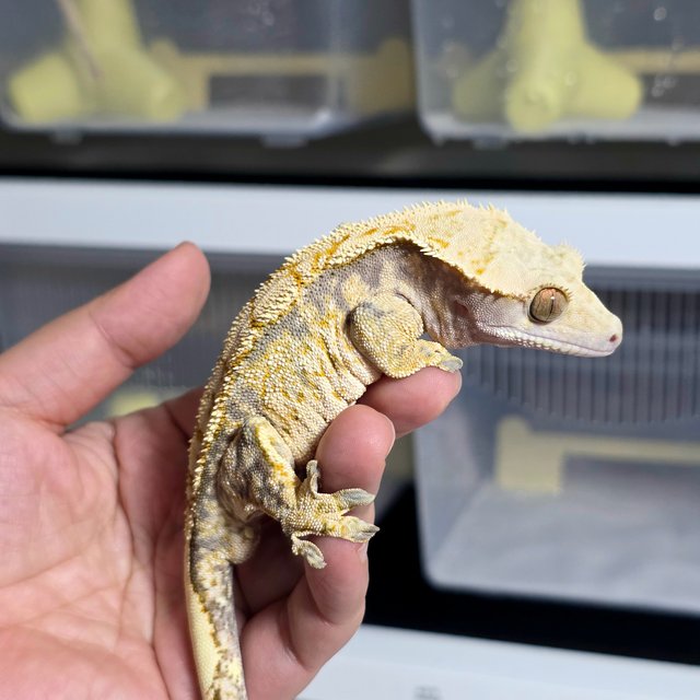 노멀 트라이 익스트림할리퀸