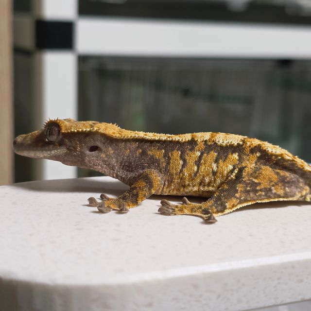 텐저린 트라이 익스트림할리퀸