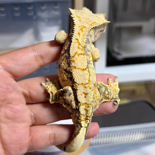 노멀 트라이 익스트림할리퀸