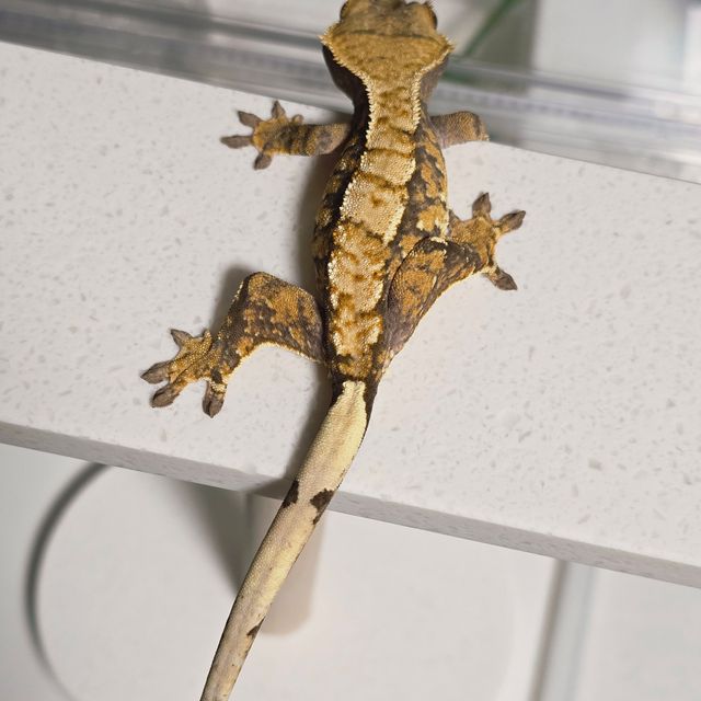 텐저린 트라이 익스트림할리퀸