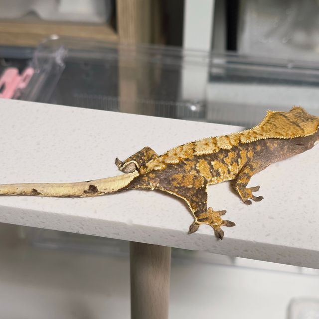 텐저린 트라이 익스트림할리퀸