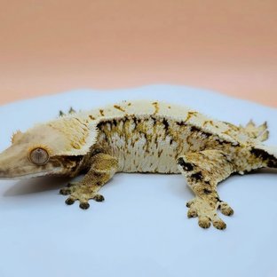 노멀 트라이 (모)