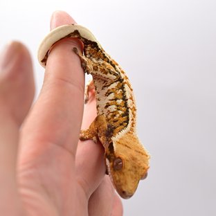 노멀 텐저린 트라이