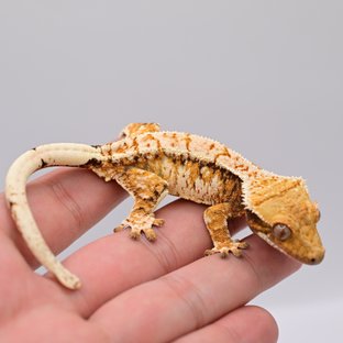 노멀 드리피 화이트스팟 트라이