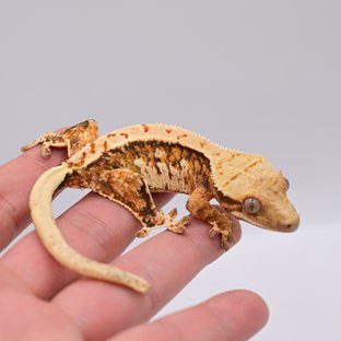 노멀 텐저린 트라이