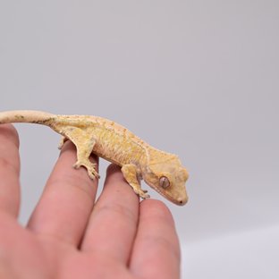 노멀 드리피 쿼드 트라이