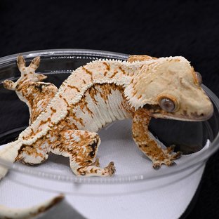 피카츄