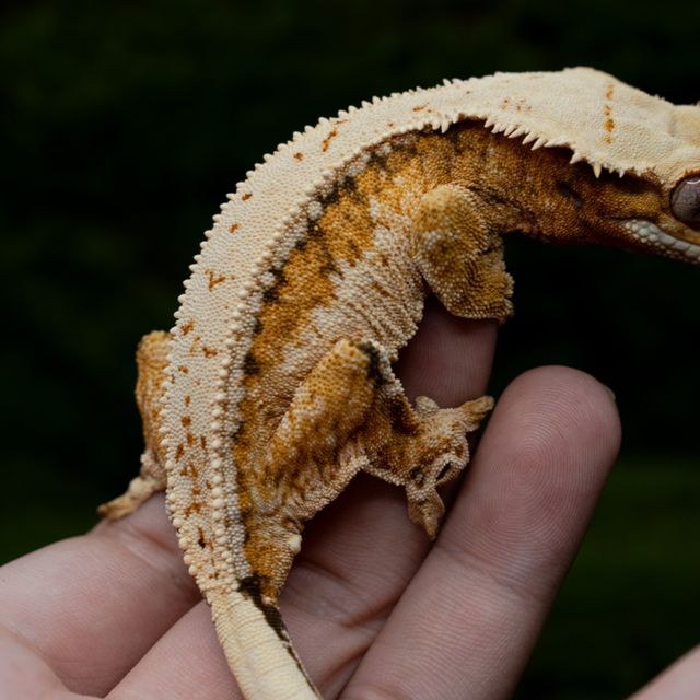 트라이