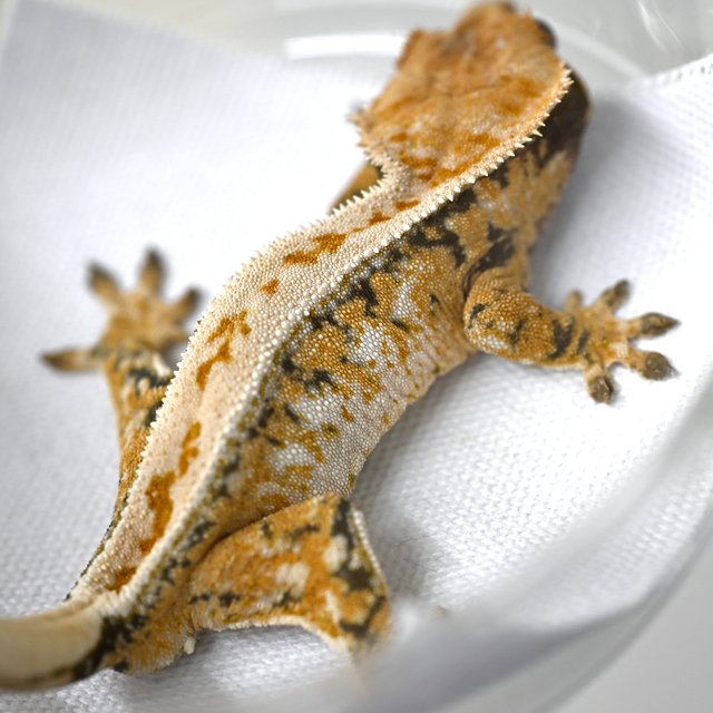 노멀 드리피 풀핀 트라이