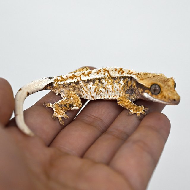 노멀 화이트스팟 트라이