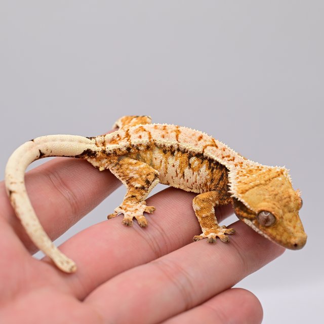 노멀 드리피 화이트스팟 트라이