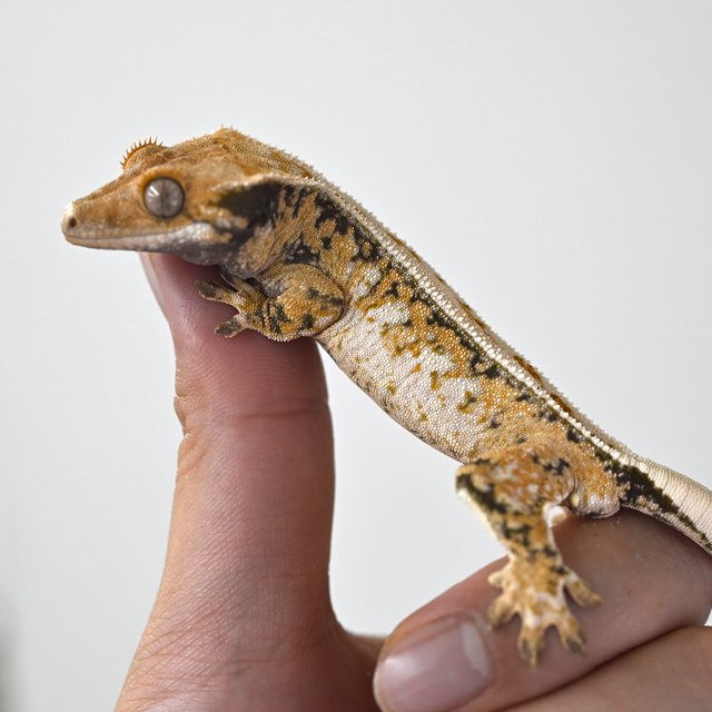 노멀 드리피 풀핀 트라이