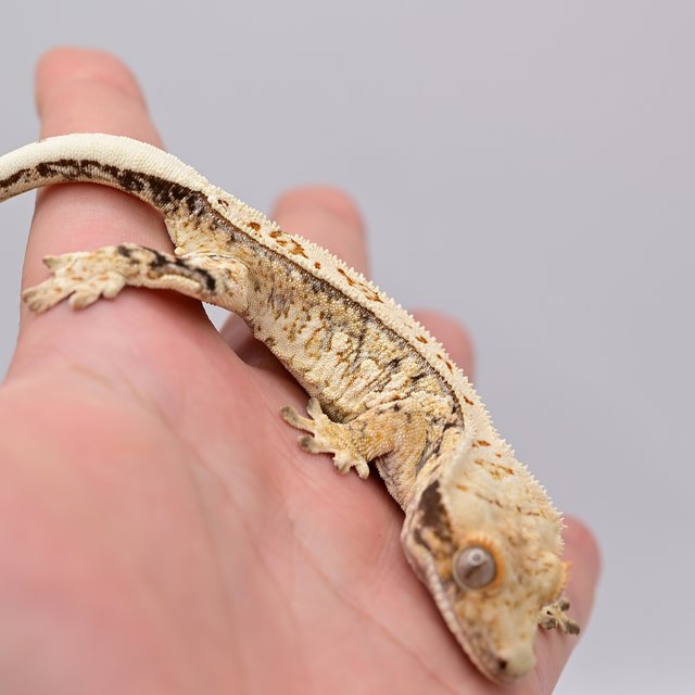 노멀 드리피 풀핀 화이트스팟 트라이