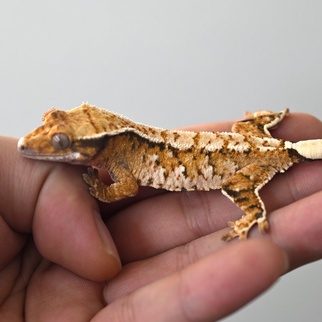 노멀 화이트스팟 텐저린 트라이