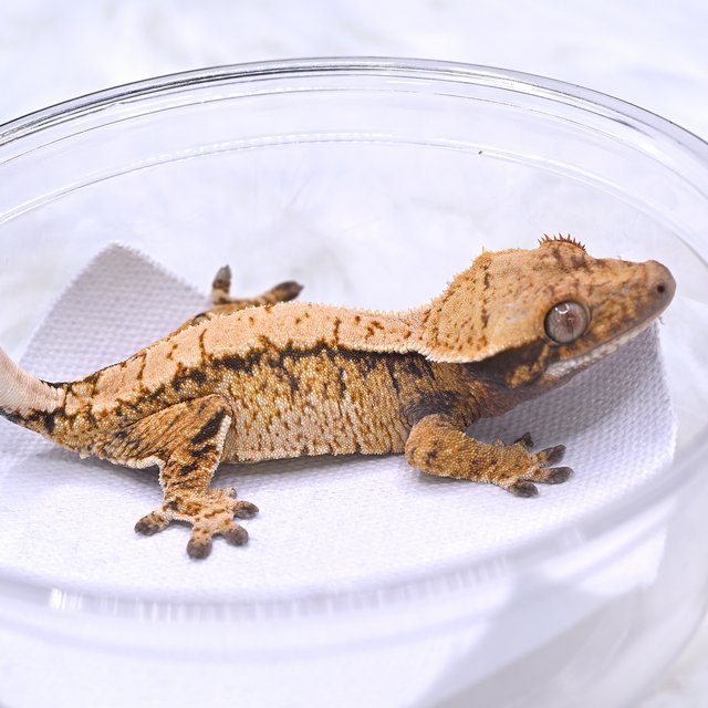 노멀 화이트스팟 트라이