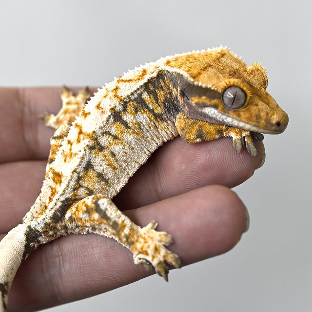 노멀 화이트스팟 트라이