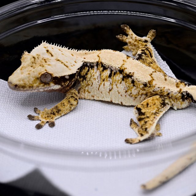 노멀 드리피 화이트스팟 트라이