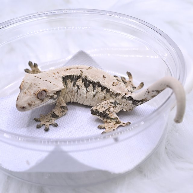 노멀 화이트스팟