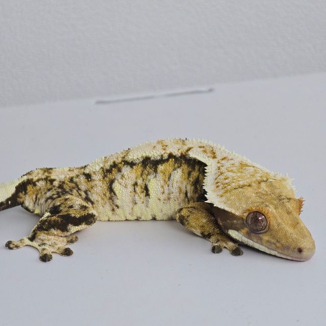 트라이