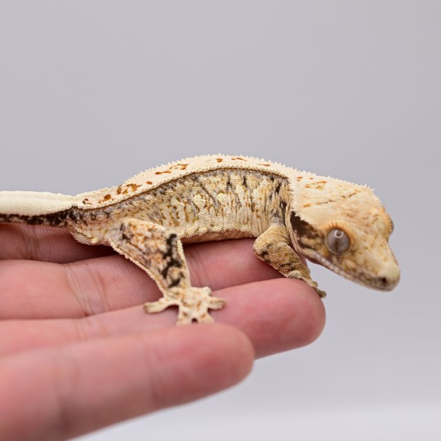 노멀 드리피 풀핀 화이트스팟 트라이