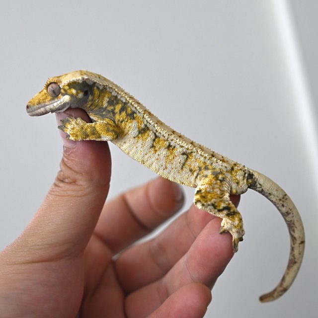 노멀 드리피 화이트스팟 트라이