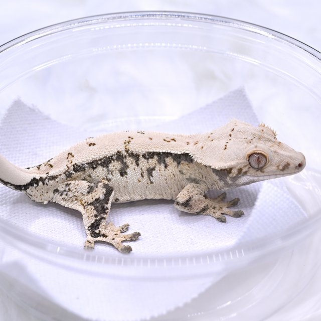 노멀 화이트스팟