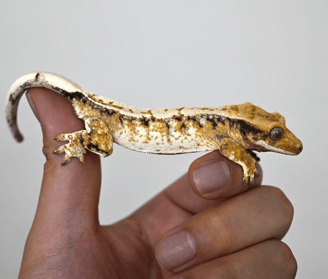 노멀 화이트스팟 드리피