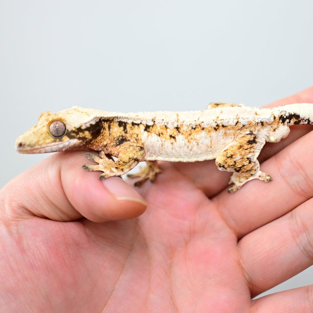 노멀 드리피 화이트스팟 트라이