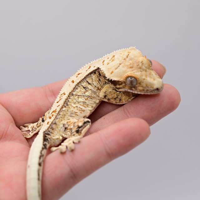 노멀 드리피 풀핀 화이트스팟 트라이