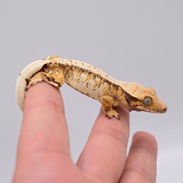 노멀 드리피 트라이