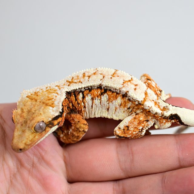 드리피 화이트스팟 트라이