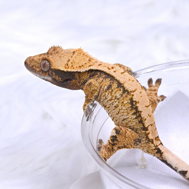 노멀 화이트스팟 트라이