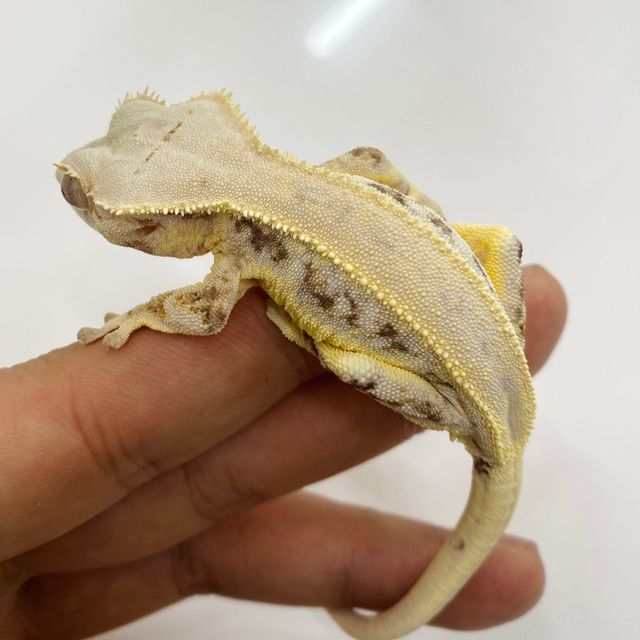 릴리화이트