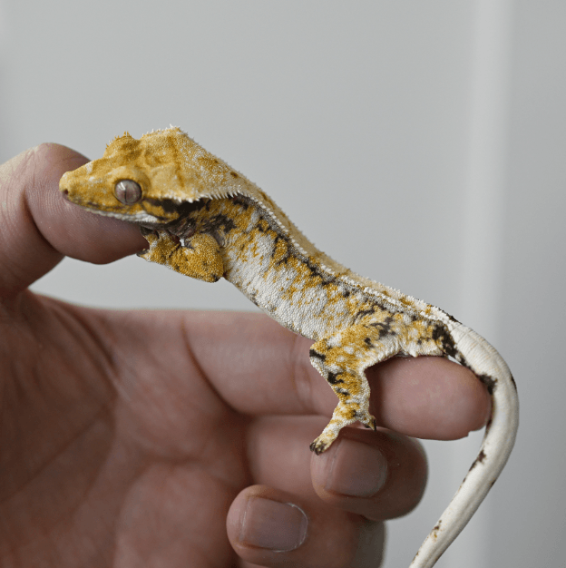 노멀 드리피 화이트스팟 트라이