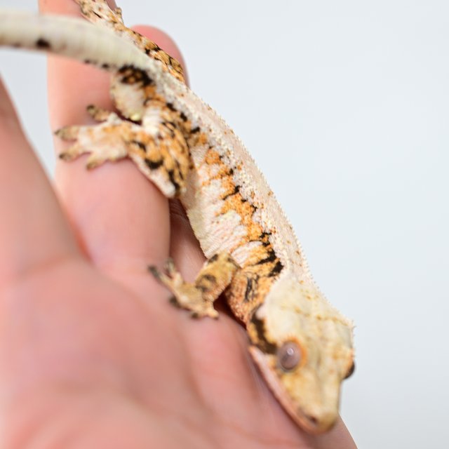 노멀 드리피 화이트스팟 트라이