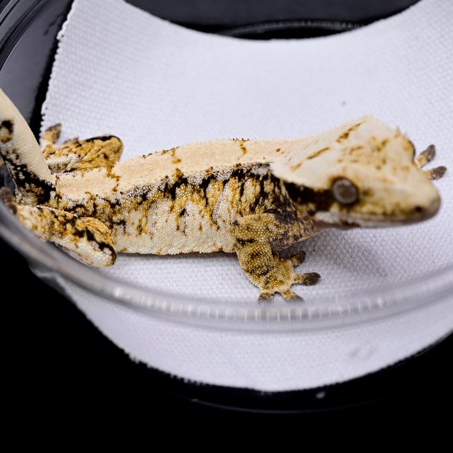 노멀 드리피 화이트스팟 트라이