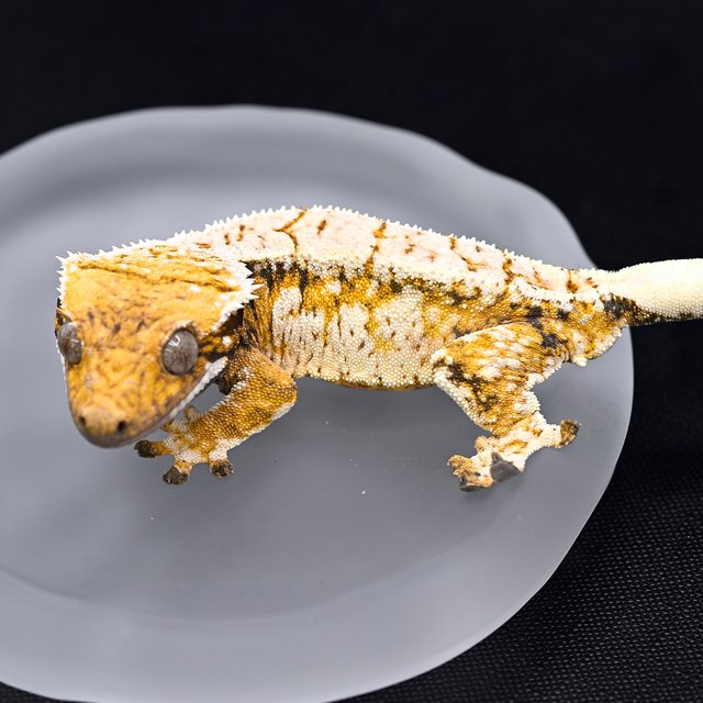 노멀 화이트크라운 화이트스팟 드리피 트라이