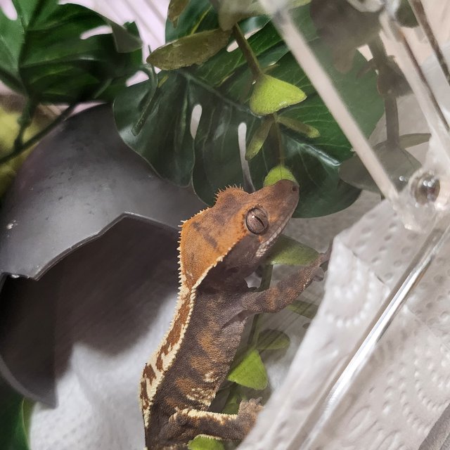 카푸치노 트라이