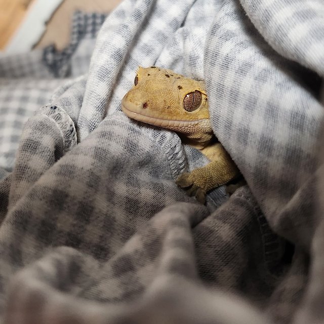 노멀 달마시안 옐로우