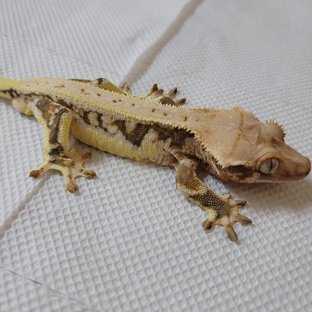 릴리화이트 드리피 풀핀