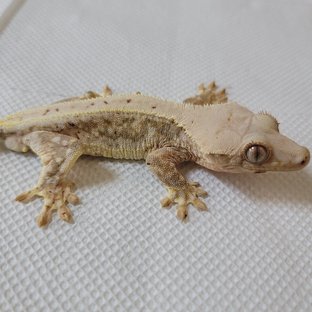 릴리화이트 드리피 풀핀