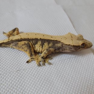 노멀 트라이 익스트림할리퀸