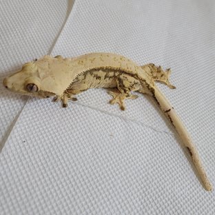 노멀 드리피 풀핀 화이트