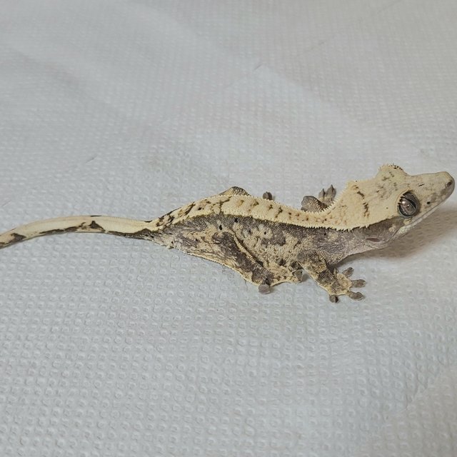 노멀 화이트 할리퀸