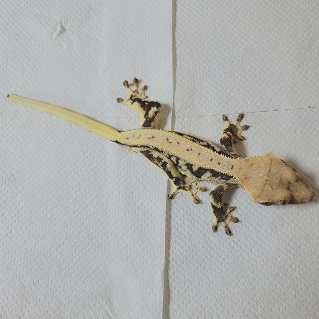 릴리화이트 드리피 풀핀 화이트핀