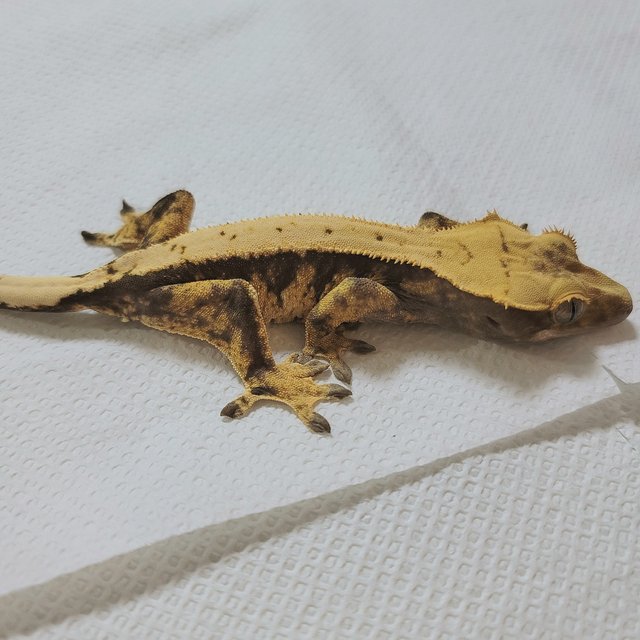 노멀 트라이 익스트림할리퀸 텐저린 옐로우