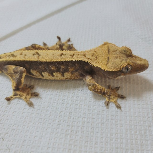 노멀 트라이 익스트림할리퀸 할리퀸