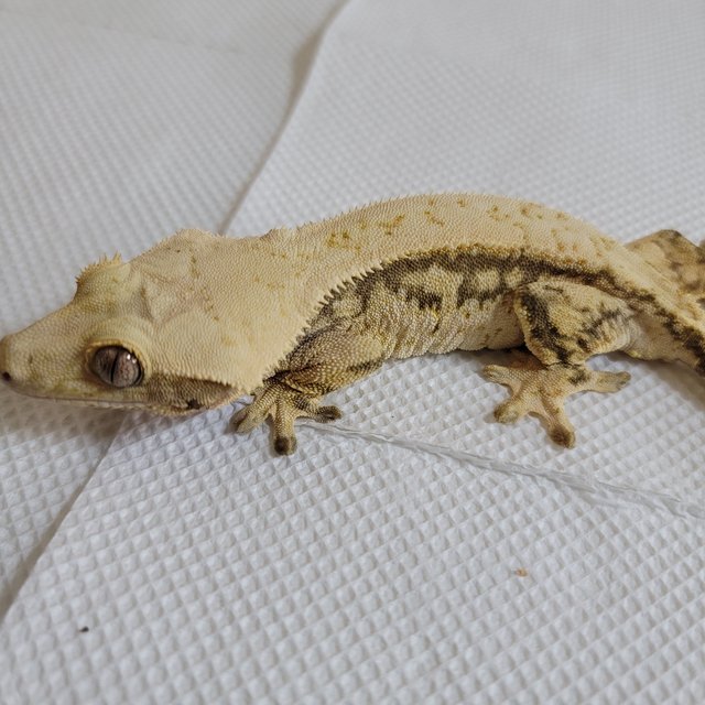 노멀 화이트 드리피